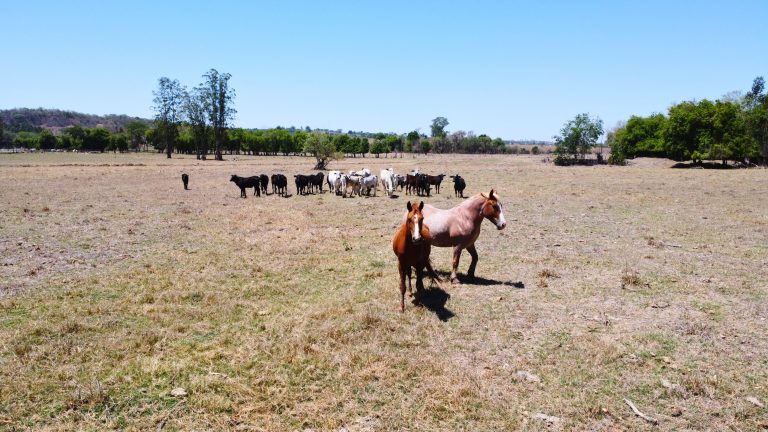 PASTO CAVALOS