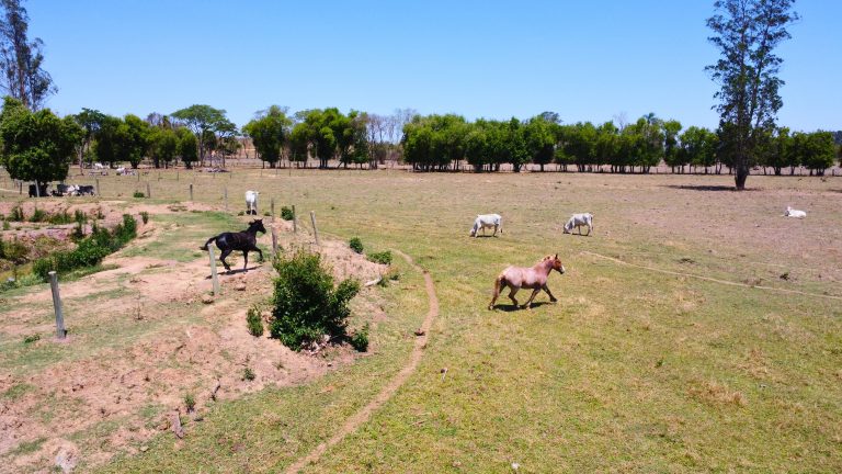 PASTO ILHA CAVALOS