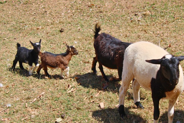 cabras